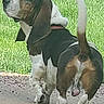 dog, basset_hound, outdoor, grass, tail, ears, pet, canine, walking, animal, fur, nature, mammal, side_view, short_legs, white, brown, black, collar, path