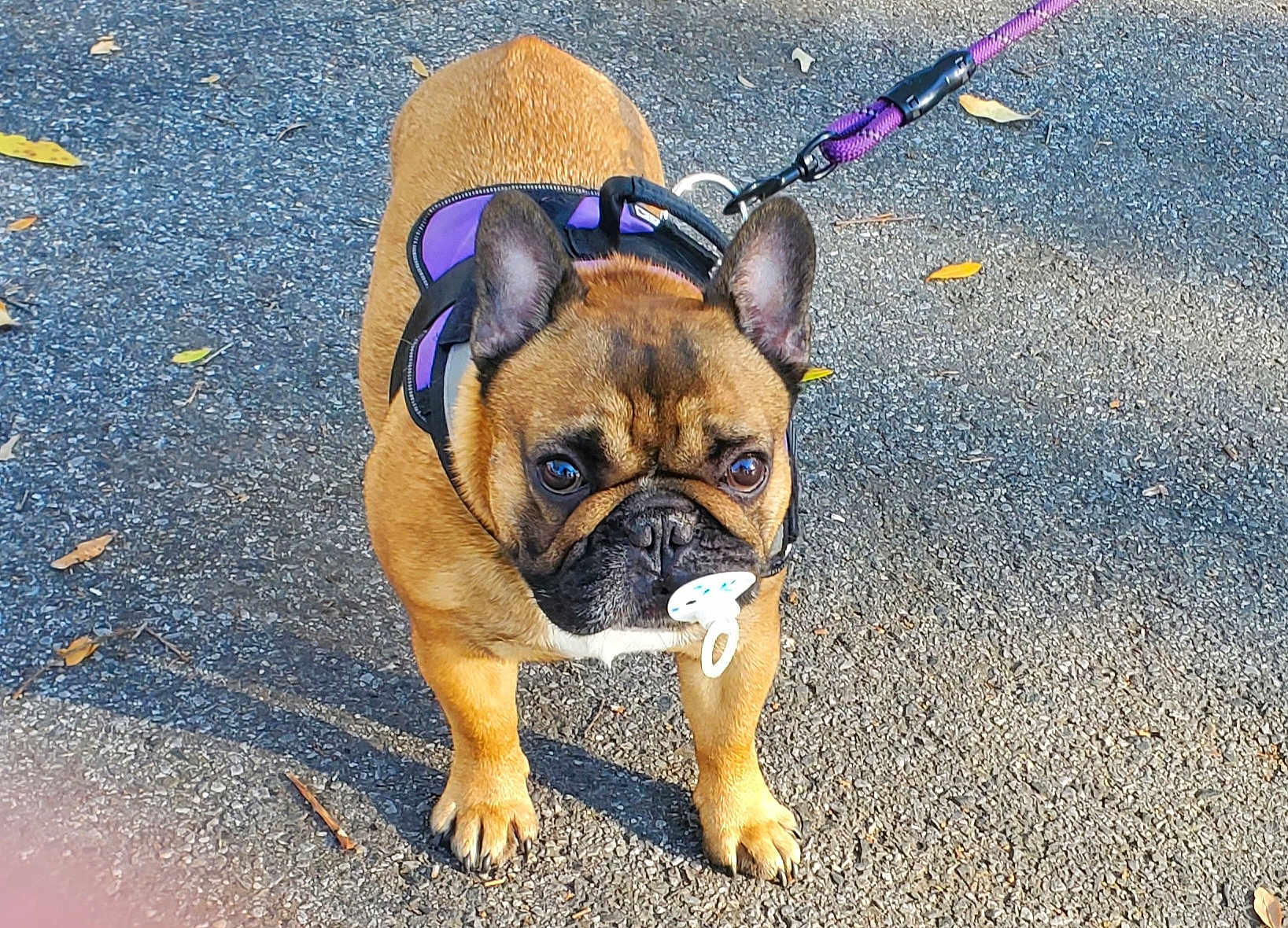 Meatball