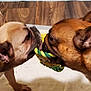 Meatball is registered to the contest to win money with this photo: animal, brown, close_up, collar, companions, cute, dog, ears, face, floor, french_bulldog, indoor, pet, playful, playing, rope_toy, snout, toy, tug_of_war, two_dogs