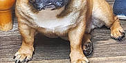 Meatball is registered to the contest to win money with this photo: animal, brown_dog, closeup, companion, cute, dog, domestic_animal, ears, flooring, french_bulldog, indoor, jeans, looking, paw, person, pet, sitting, sneakers, snout, wooden_floor