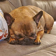 Meatball is registered to the contest to win money with this photo: animal, brown, companion, couch, cozy, cute, dog, domestic_animal, ears, french_bulldog, fur, indoor, leather, napping, paw, pet, relaxation, resting, sleeping, snout
