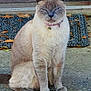 animal, autumn_leaves, bell, calm, cat, collar, concrete, domestic_animal, doormat, ears, feline, fur, outdoor, pet, quiet, red_door, siamese_cat, sitting, tail, whiskers