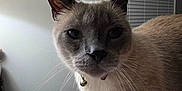 Pheobe is registered to the contest to win money with this photo: animal, bed, bell, cat, closeup, collar, curious, domestic, face, feline, floor, fur, indoor, pet, shoes, siamese_cat, trash_can, wall, whiskers, window_blind