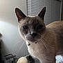 animal, bed, bell, cat, closeup, collar, curious, domestic, face, feline, floor, fur, indoor, pet, shoes, siamese_cat, trash_can, wall, whiskers, window_blind