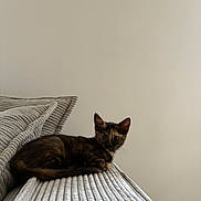 Iris participe au concours pour gagner de l'argent avec cette photo : animal, calm, cat, cozy, curious, cushion, domestic, furniture, indoor, kitten, neutral_background, pet, resting, ribbed, small, sofa, striped, texture, tortoiseshell, young