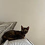 animal, calm, cat, cozy, curious, cushion, domestic, furniture, indoor, kitten, neutral_background, pet, resting, ribbed, small, sofa, striped, texture, tortoiseshell, young