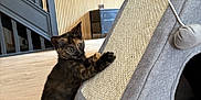 Iris a rejoint le concours — aidez-le/la à gagner de superbes lots ! animal, black, brown, cat, claws, curious, floor, furniture, gray, indoor, kitten, modern_interior, pet, playful, scratching_post, small, tortoiseshell, toy, wooden_floor, young