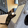 Iris a rejoint le concours — aidez-le/la à gagner de superbes lots ! kitten, cat, scratching_post, toy, indoor, floor, wooden_floor, modern_interior, furniture, pet, animal, curious, tortoiseshell, young, playful, claws, gray, brown, black, small
