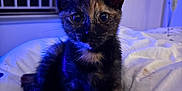 Iris participe au concours pour gagner de l'argent avec cette photo : kitten, cat, tortoiseshell, pet, animal, bed, indoor, feline, cute, young, curious, whiskers, ears, fur, paws, soft, cozy, blue_light, domestic, resting