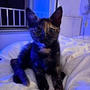 Iris joined the competition — help win amazing prizes! kitten, cat, tortoiseshell, pet, animal, bed, indoor, feline, cute, young, curious, whiskers, ears, fur, paws, soft, cozy, blue_light, domestic, resting