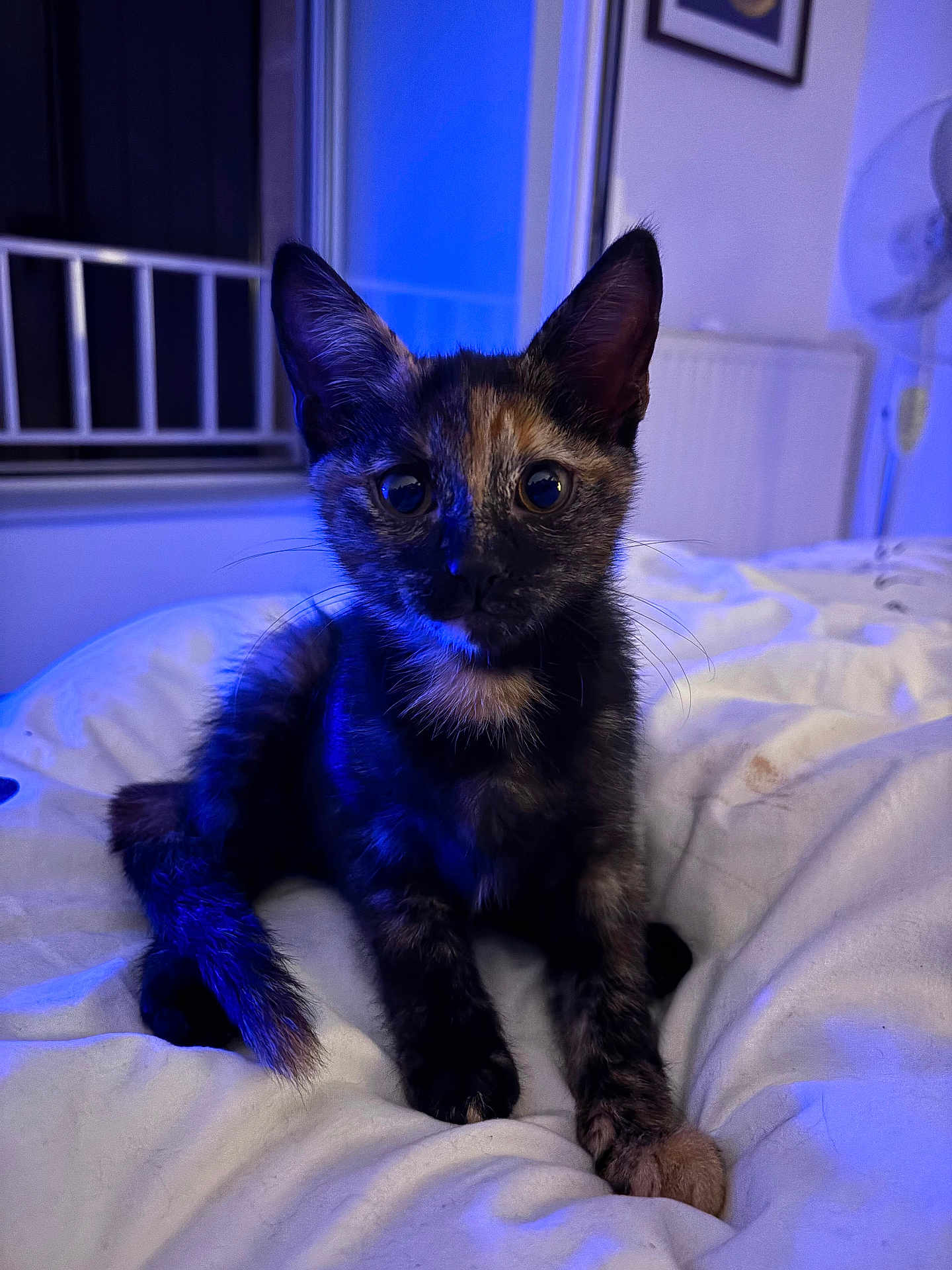 Iris joined the competition — help win amazing prizes! kitten, cat, tortoiseshell, pet, animal, bed, indoor, feline, cute, young, curious, whiskers, ears, fur, paws, soft, cozy, blue_light, domestic, resting