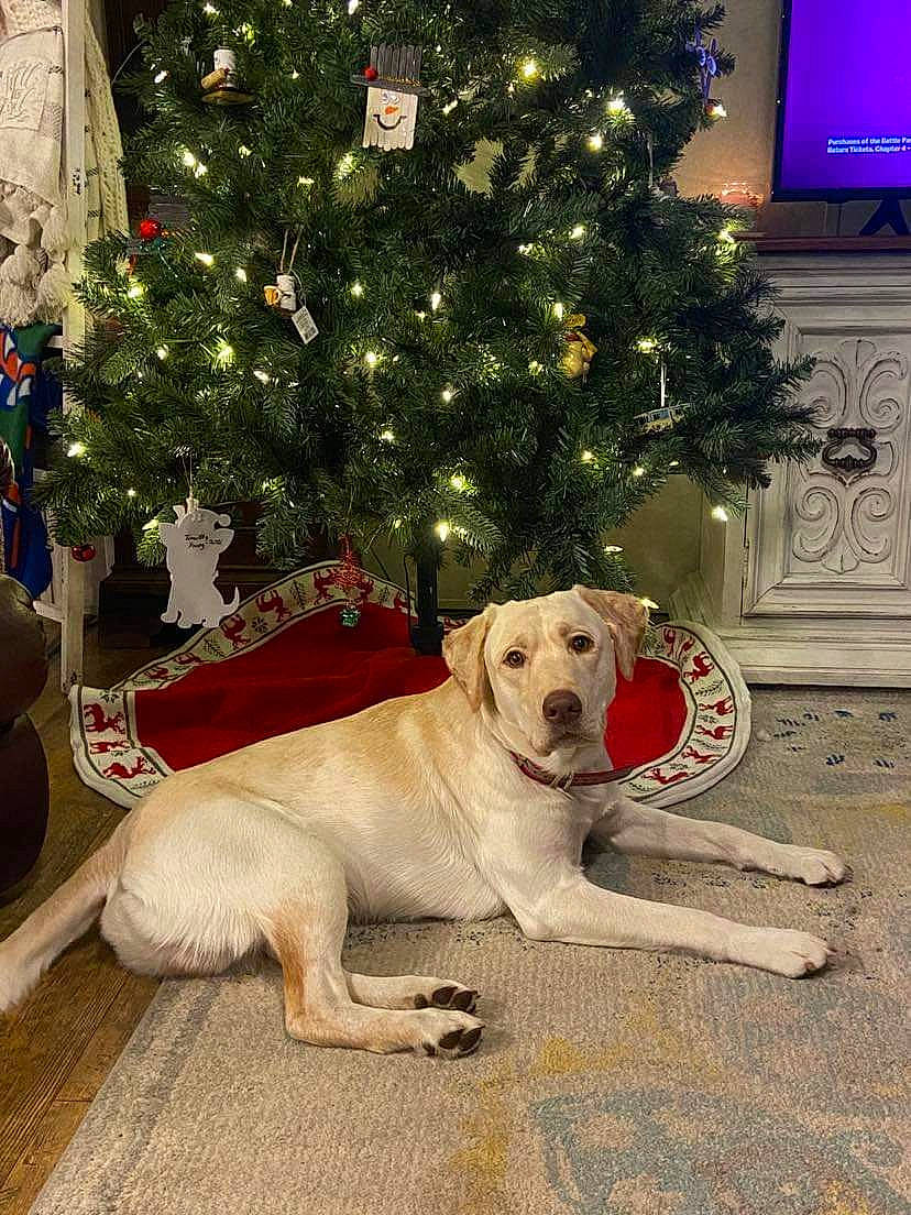 Whiskey joined the competition — help win amazing prizes! carnivore, christmas, christmas_decoration, christmas_eve, christmas_ornament, christmas_tree, companion_dog, conifer, dog, dog_breed, event, fawn, flooring, holiday, holiday_ornament, home, interior_design, ornament, plant, tree