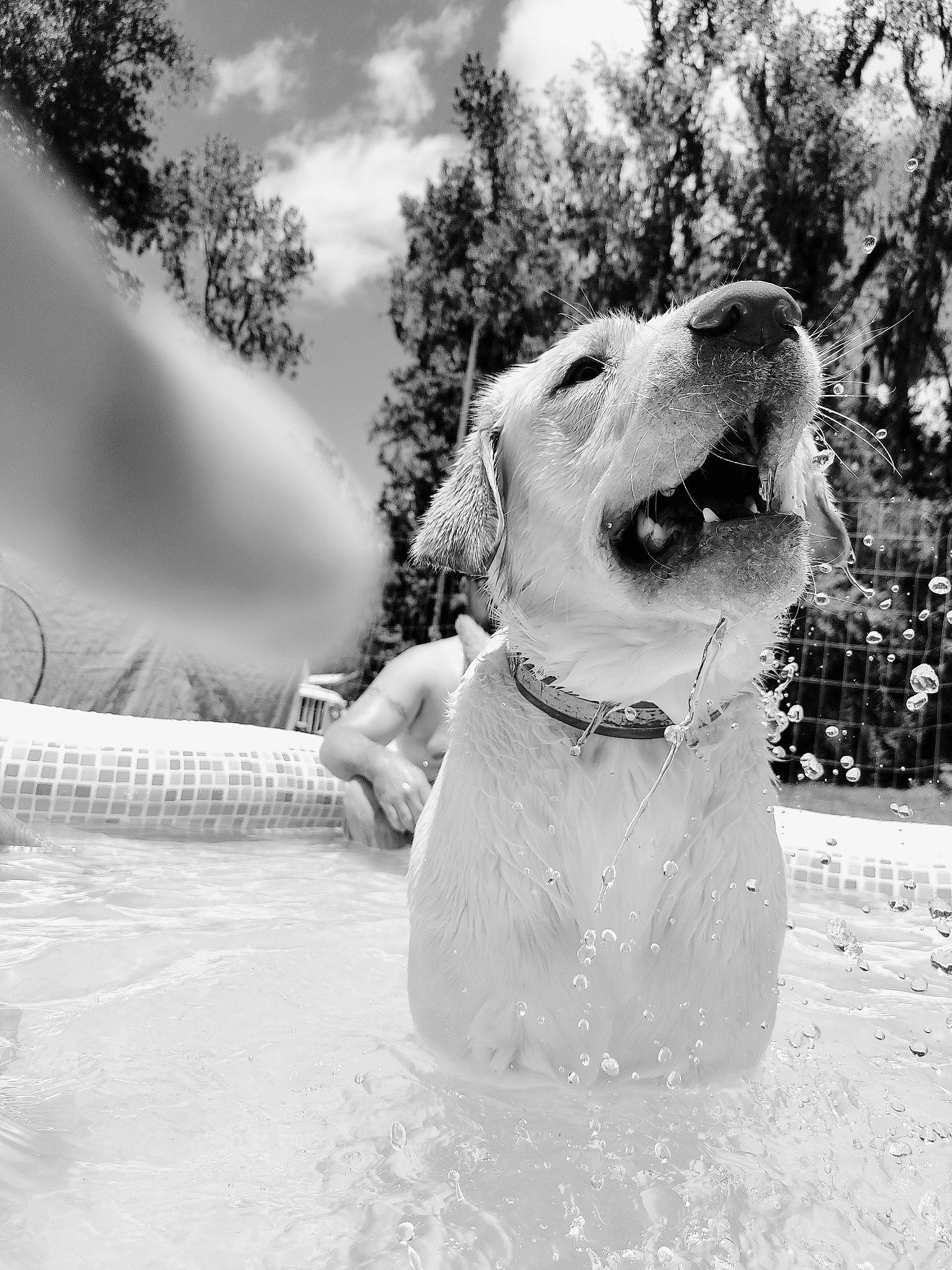 Whiskey joined the competition — help win amazing prizes! black_and_white, carnivore, cloud, collar, companion_dog, dog, dog_breed, dog_collar, fawn, freezing, happy, monochrome, monochrome_photography, pet_supply, sand, sky, snow, style, tree, whiskers