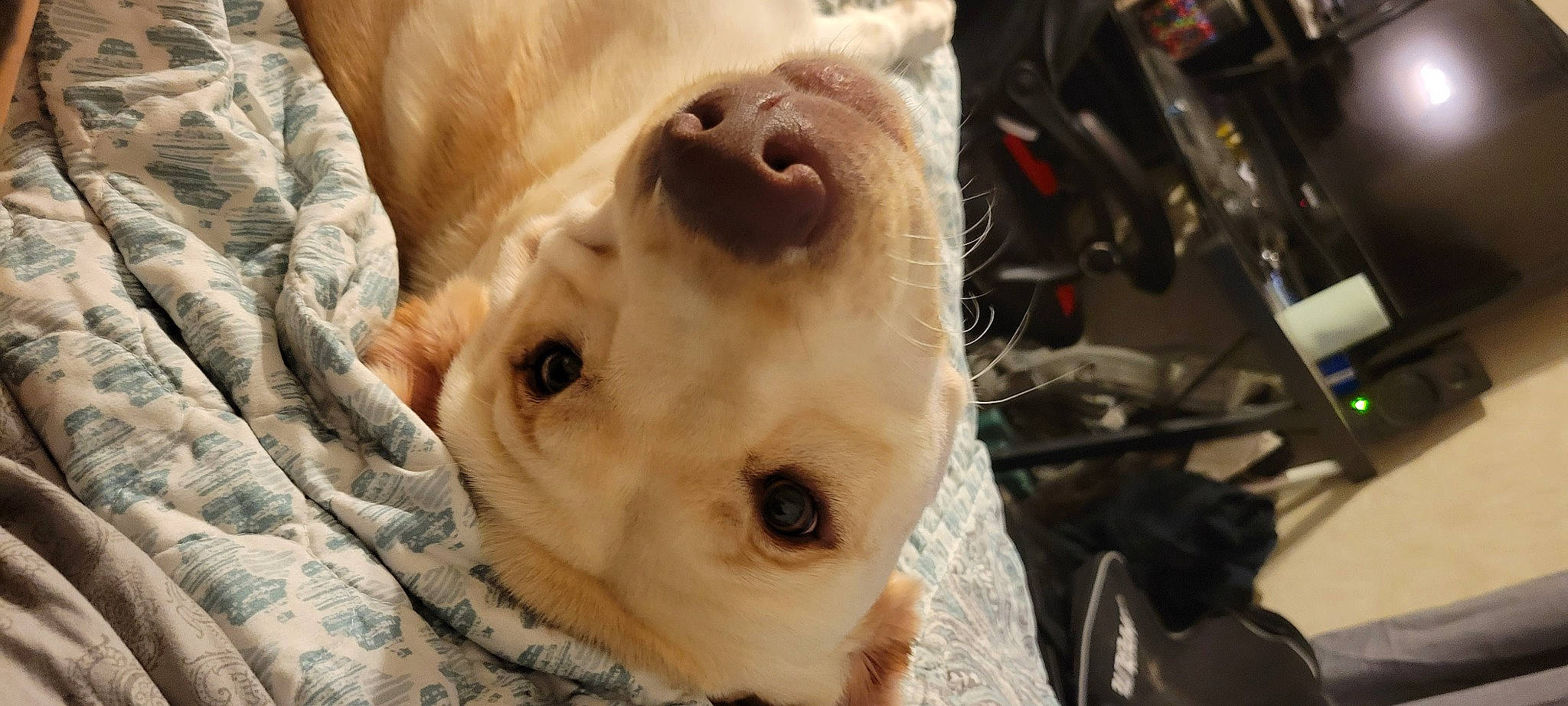 Whiskey is registered to the contest to win money with this photo: automotive_tire, canidae, carnivore, close_up, companion_dog, dog, dog_breed, fawn, fur, golden_retriever, guard_dog, labrador_retriever, non_sporting_group, puppy, puppy_love, retriever, sporting_group, terrestrial_animal, whiskers, working_animal