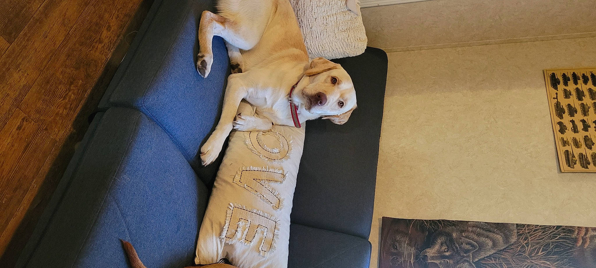 Whiskey joined the competition — help win amazing prizes! carnivore, comfort, companion_dog, couch, dog, dog_breed, dog_supply, fawn, flooring, fur, hardwood, linens, paw, pet_supply, puppy_love, room, sporting_group, toy_dog, wood, working_animal