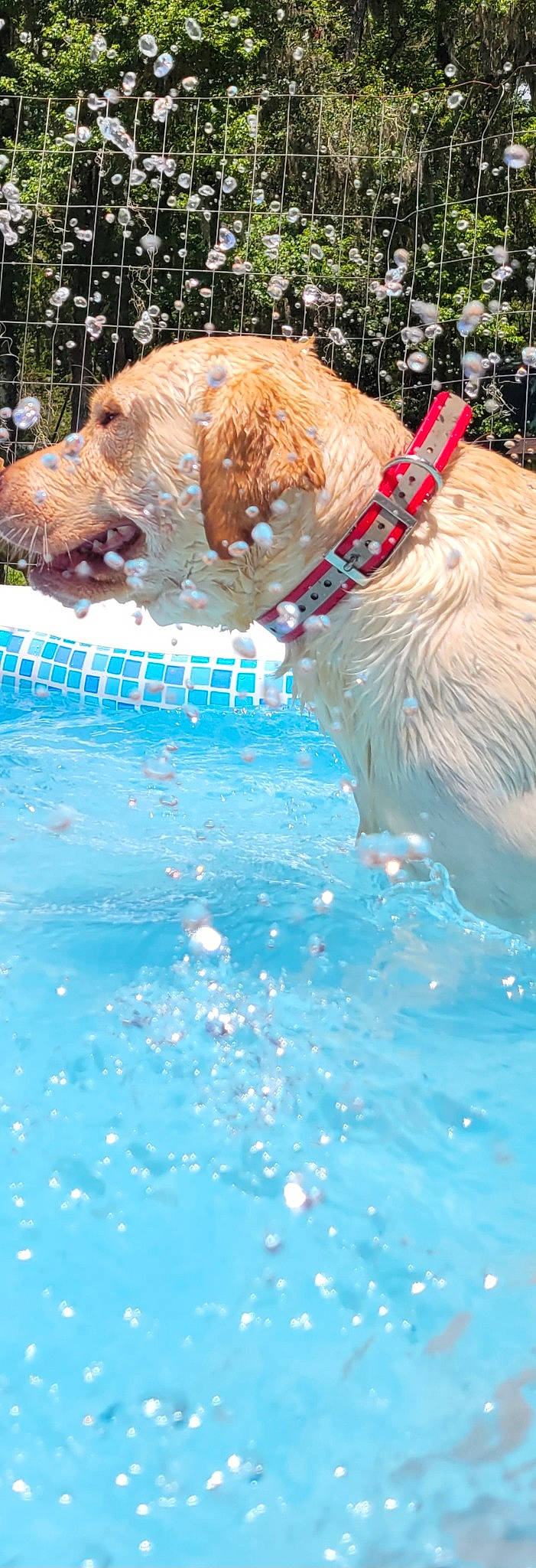 Whiskey is registered to the contest to win money with this photo: ball, bathing, canidae, carnivore, companion_dog, dog, dog_breed, fun, fur, leisure, liver, personal_protective_equipment, playing_in_the_snow, recreation, retriever, snout, sporting_group, swimming_pool, terrestrial_animal, water