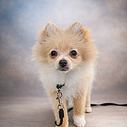 Ally a rejoint le concours — aidez-le/la à gagner de superbes lots ! puppy, dog, pomeranian, leash, fluffy, cute, pet, animal, studio, portrait, small_dog, fur, collar, young, indoors, standing, looking_at_camera, adorable, domestic_animal, companion