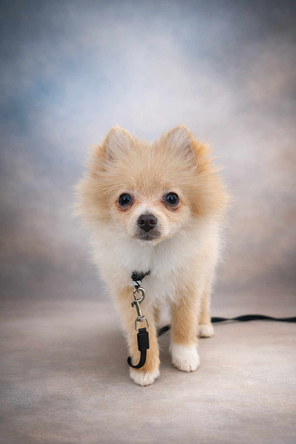 Ally a rejoint le concours — aidez-le/la à gagner de superbes lots ! puppy, dog, pomeranian, leash, fluffy, cute, pet, animal, studio, portrait, small_dog, fur, collar, young, indoors, standing, looking_at_camera, adorable, domestic_animal, companion