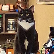 Boots joined the competition — help win amazing prizes! cat, tuxedo_cat, black_and_white, pet, animal, sitting, indoors, portrait, wide_eyed, whiskers, pointed_ears, fur, black_fur, white_chest, curious, alert, household, shelf, bottles, clutter