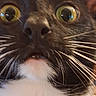 Boots joined the competition — help win amazing prizes! cat, close_up, face, feline, green_eyes, black_and_white, whiskers, nose, fur, portrait, pet, animal, indoors, staring, wide_eyes, dramatic_perspective, macro, cute, curious, photography