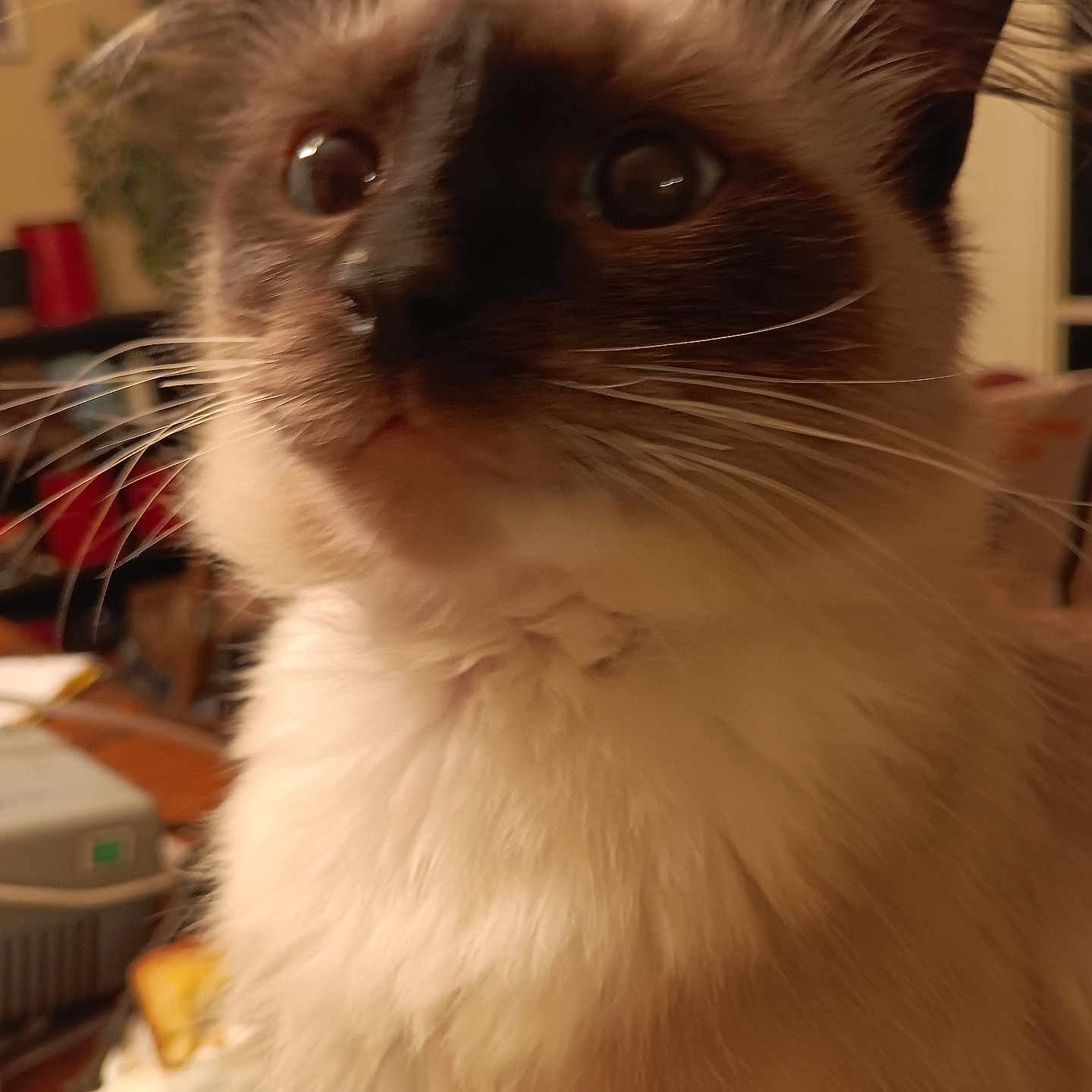 Talaco