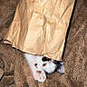 animal, black_spot, blanket, cat, closeup, cozy, curious, cute, fur, hide_and_seek, indoor, kitten, paper_bag, paw, pet, playful, resting, soft, texture, white