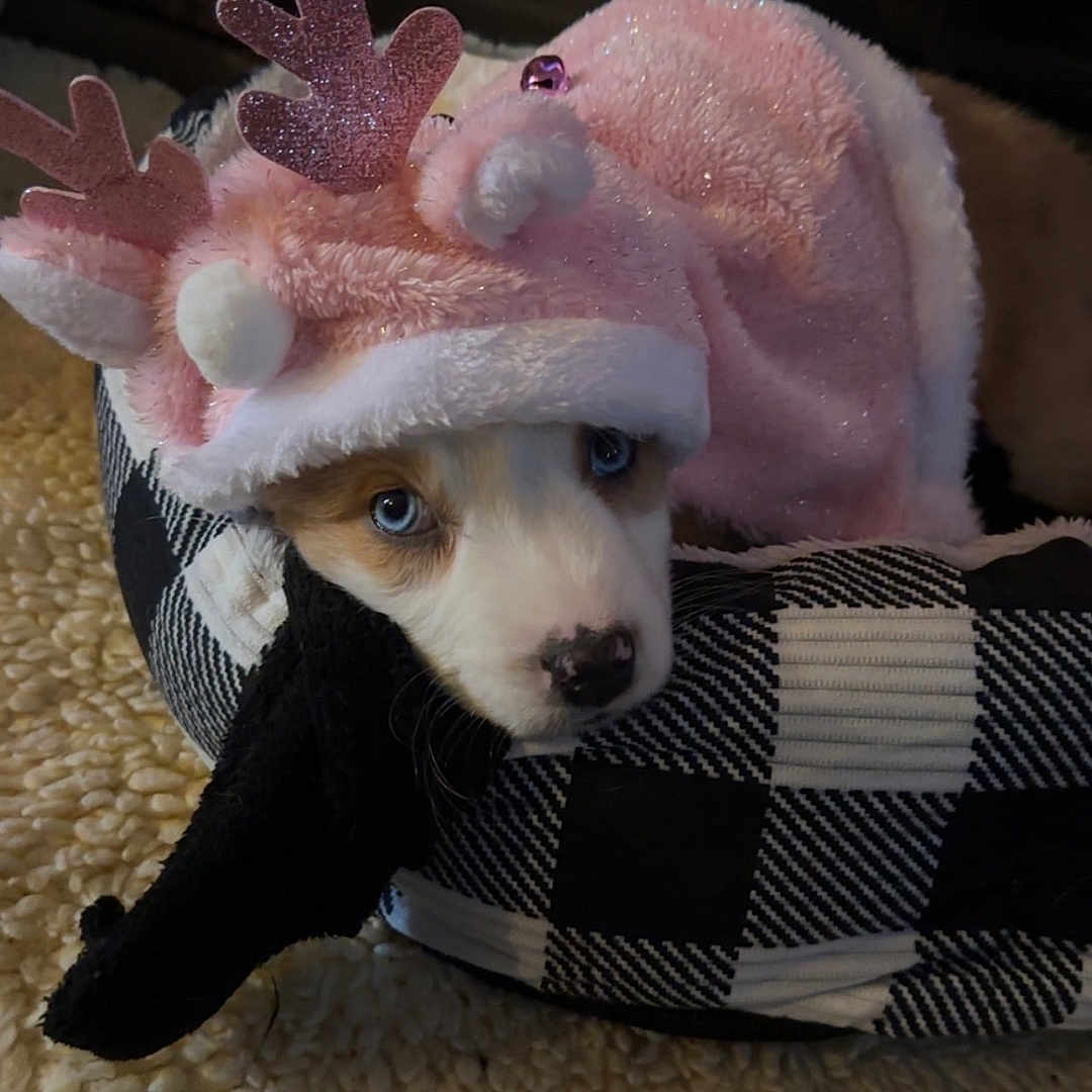 Zoey is registered to the contest to win money with this photo: animal, beagle, blanket, canine, chihuahua, clothing, couch, cushion, dog, eskimodog, furniture, hat, homedecor, hound, husky, pet, plush, puppy, toy, whitedog
