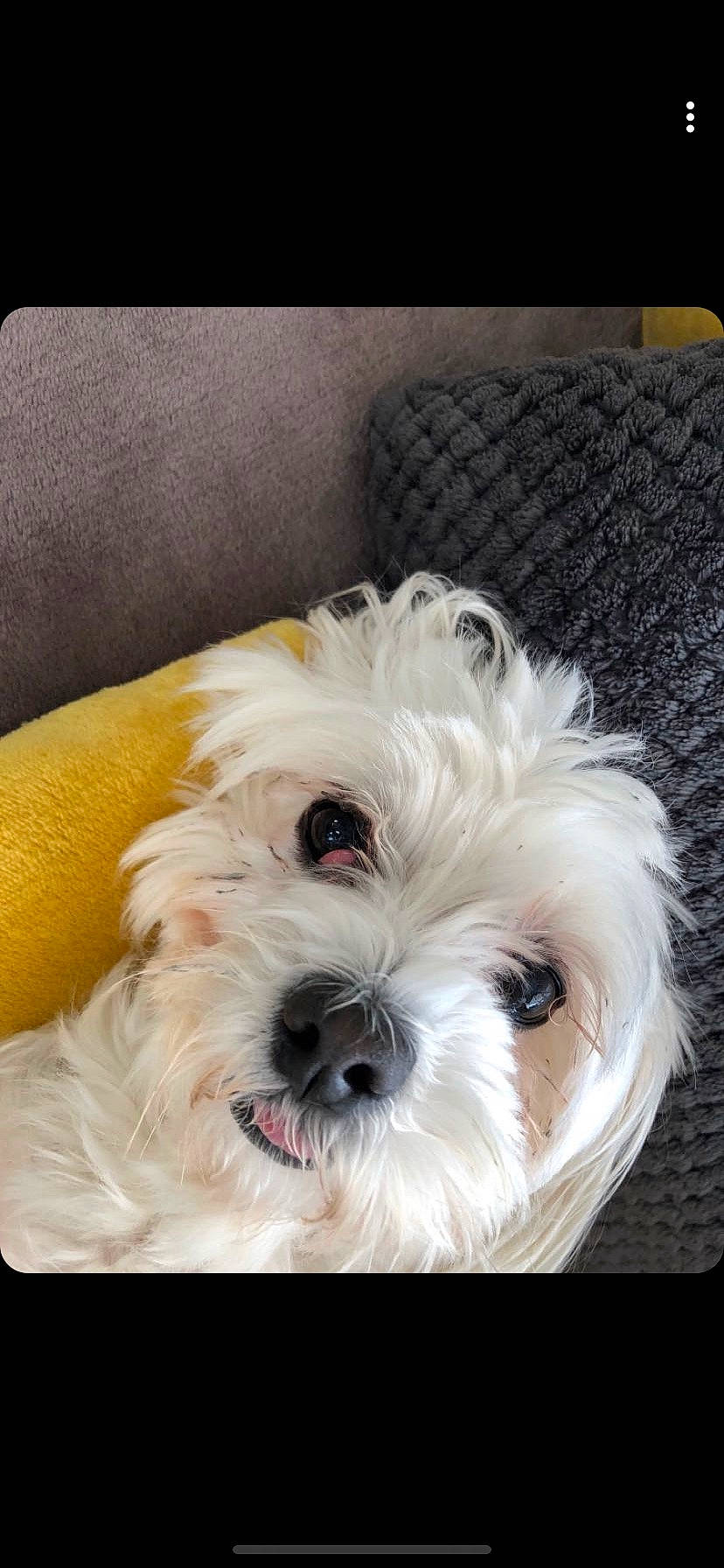 Dolce participe au concours pour gagner de l'argent avec cette photo : bolonka, canidae, carnivore, companion_dog, dog, dog_breed, havanese, kyi_leo, lowchen, maltepoo, maltese, mammal, miniature_schnauzer, puppy, schnoodle, shih_tzu, snout, terrier, vertebrate, west_highland_white_terrier