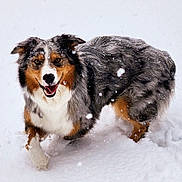 Loki is registered to the contest to win money with this photo: active, animal, australian_shepherd, canine, cold, dog, fluffy, fur, happy, mammal, nature, outdoor, pet, playful, portrait, snow, snowflakes, walking, white, winter