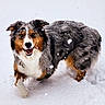 active, animal, australian_shepherd, canine, cold, dog, fluffy, fur, happy, mammal, nature, outdoor, pet, playful, portrait, snow, snowflakes, walking, white, winter