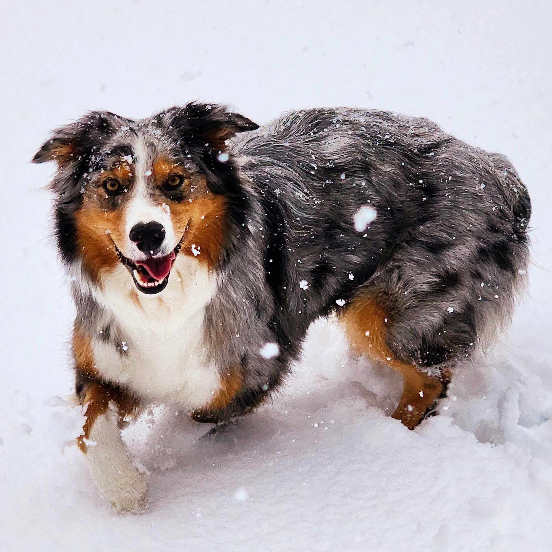 Loki