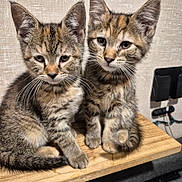 Amara And Kiwi is registered to the contest to win money with this photo: kitten, cat, tabby, feline, pets, cute, fur, whiskers, ears, indoor, wooden_surface, texture, two_animals, young, animal_face, sitting, looking, domestic_cat, closeup, companions