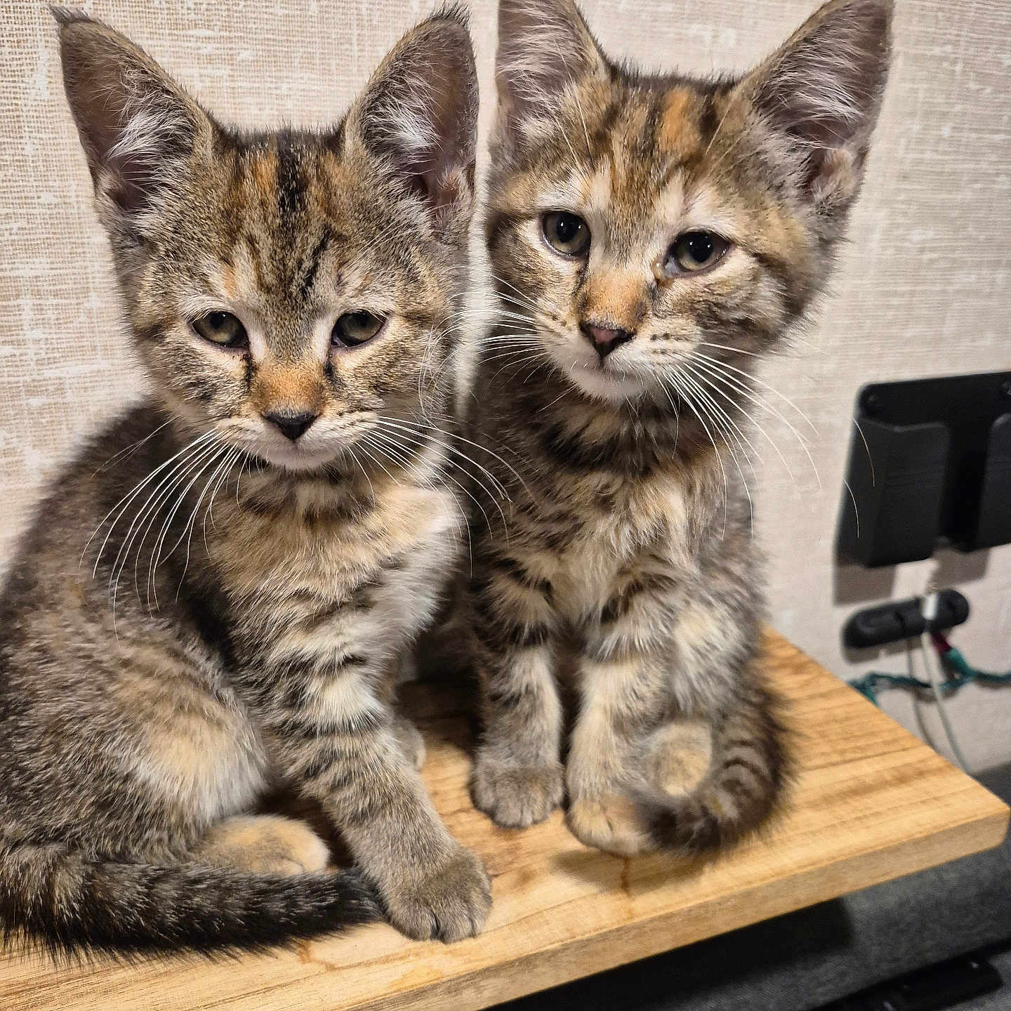 Amara And Kiwi is registered to the contest to win money with this photo: kitten, cat, tabby, feline, pets, cute, fur, whiskers, ears, indoor, wooden_surface, texture, two_animals, young, animal_face, sitting, looking, domestic_cat, closeup, companions