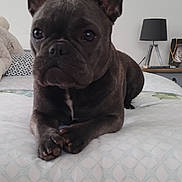 Bella participe au concours pour gagner de l'argent avec cette photo : animal, bed, bedding, cozy, cute, dog, domestic, ears, french_bulldog, fur, home, indoor, lamp, looking, mammal, pet, photo_frame, portrait, resting, stuffed_animal