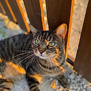 Tigrou a rejoint le concours — aidez-le/la à gagner de superbes lots ! cat, tabby_cat, pet, feline, animal, whiskers, green_eyes, striped_fur, portrait, close_up, outdoor, sunlight, golden_hour, wooden_slats, porch, gravel, lying_down, alert, domestic_animal, photography