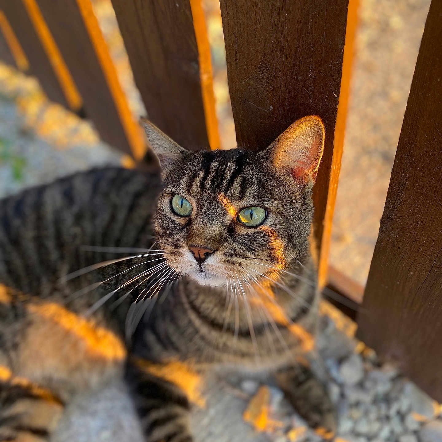 Tigrou