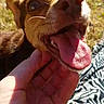Molly is registered to the contest to win money with this photo: dog, dog_breed, dog_breed_group, dog_like_mammal, ear, nose, snout