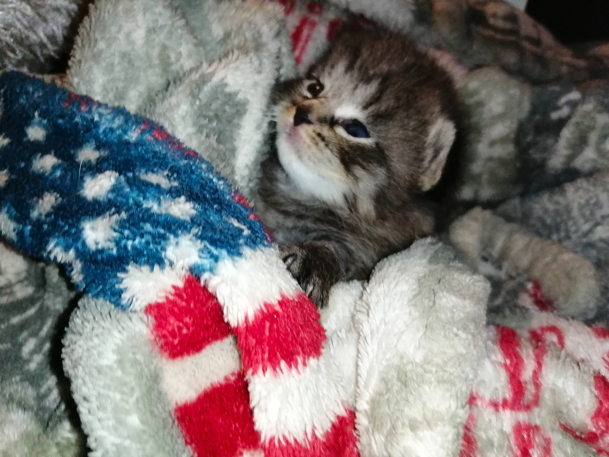 Chouchou a rejoint le concours — aidez-le/la à gagner de superbes lots ! american_shorthair, asian, carnivore, cat, domestic_short_haired_cat, dragon_li, european_shorthair, felidae, fur, kitten, mammal, pixie_bob, scottish_fold, small_to_medium_sized_cats, tabby_cat, vertebrate, whiskers