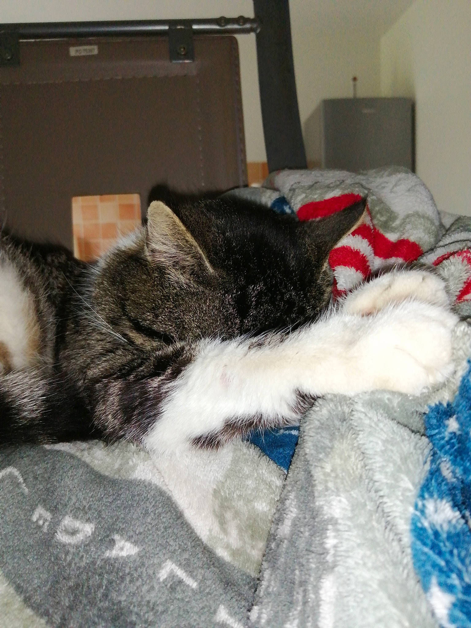 Yoshi a rejoint le concours — aidez-le/la à gagner de superbes lots ! american_shorthair, carnivore, cat, domestic_short_haired_cat, european_shorthair, felidae, fur, kitten, nap, paw, polydactyl_cat, sleep, small_to_medium_sized_cats, snout, tail, whiskers