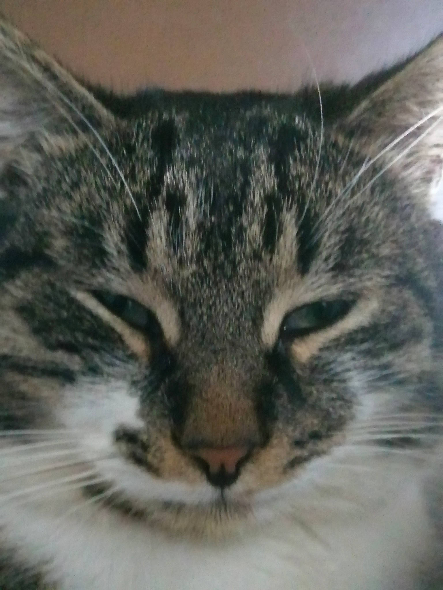 Yoshi participe au concours pour gagner de l'argent avec cette photo : aegean_cat, american_shorthair, american_wirehair, asian, carnivore, cat, close_up, domestic_short_haired_cat, european_shorthair, eye, felidae, fur, mammal, norwegian_forest_cat, nose, small_to_medium_sized_cats, snout, tabby_cat, whiskers, wild_cat