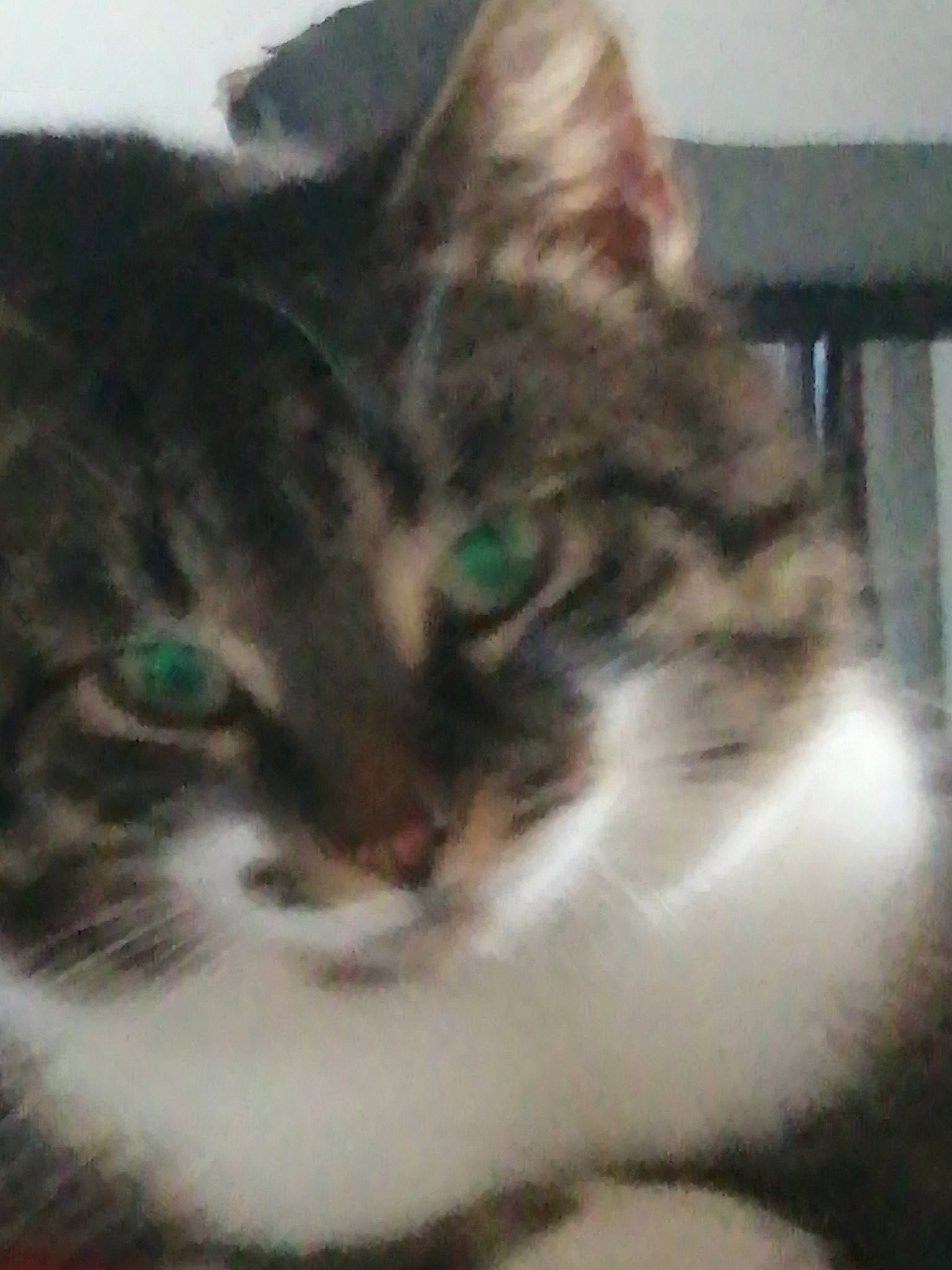 Yoshi participe au concours pour gagner de l'argent avec cette photo : aegean_cat, american_shorthair, american_wirehair, asian, california_spangled, carnivore, cat, domestic_short_haired_cat, dragon_li, european_shorthair, eye, felidae, fur, kitten, mammal, nose, small_to_medium_sized_cats, snout, tabby_cat, whiskers