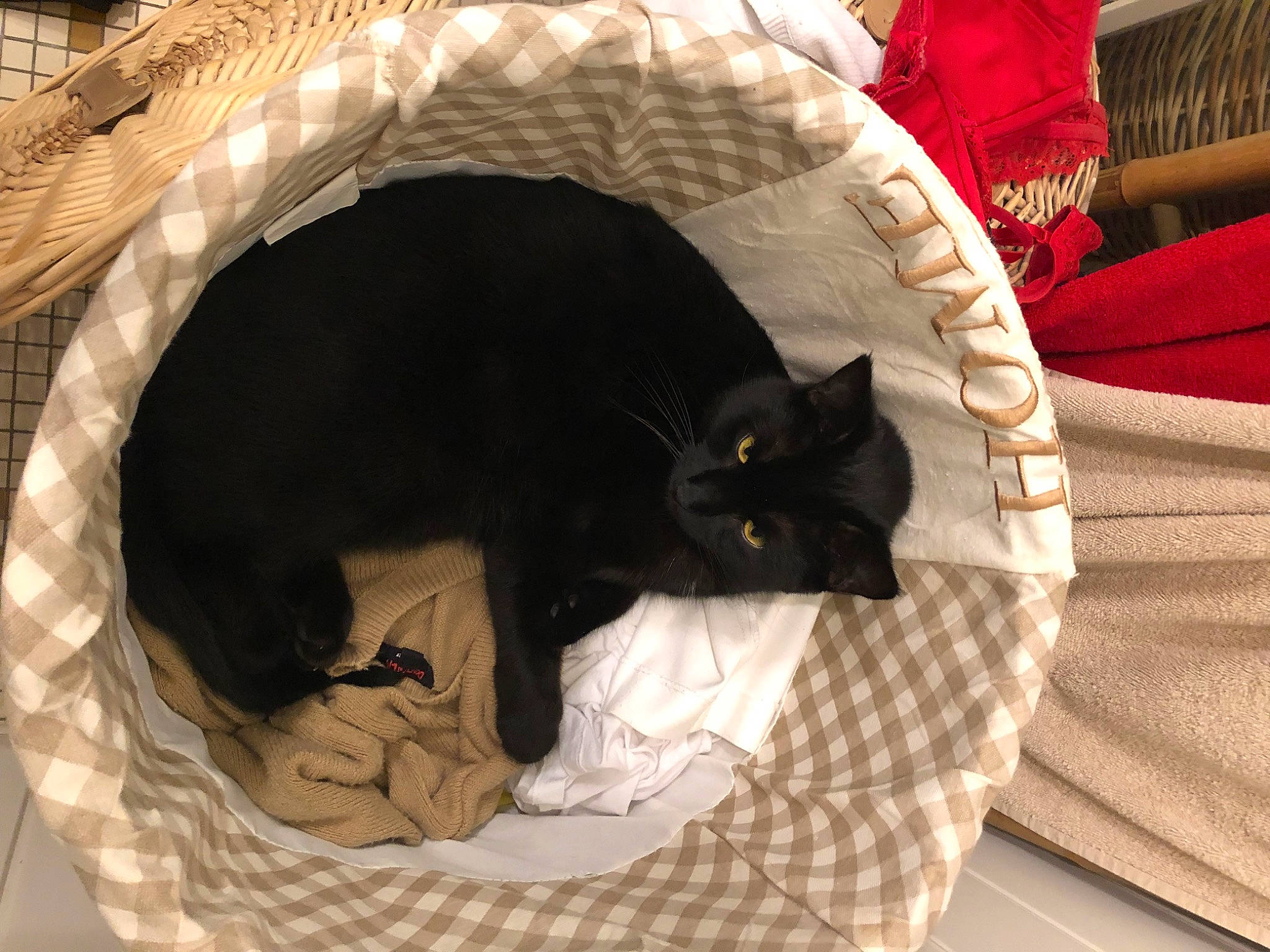 Dems participe au concours pour gagner de l'argent avec cette photo : bed, black_cat, bombay, carnivore, cat, cat_bed, cat_supply, comfort, domestic_short_haired_cat, felidae, fur, grey, linens, pet_supply, room, small_to_medium_sized_cats, snout, tail, whiskers, wood