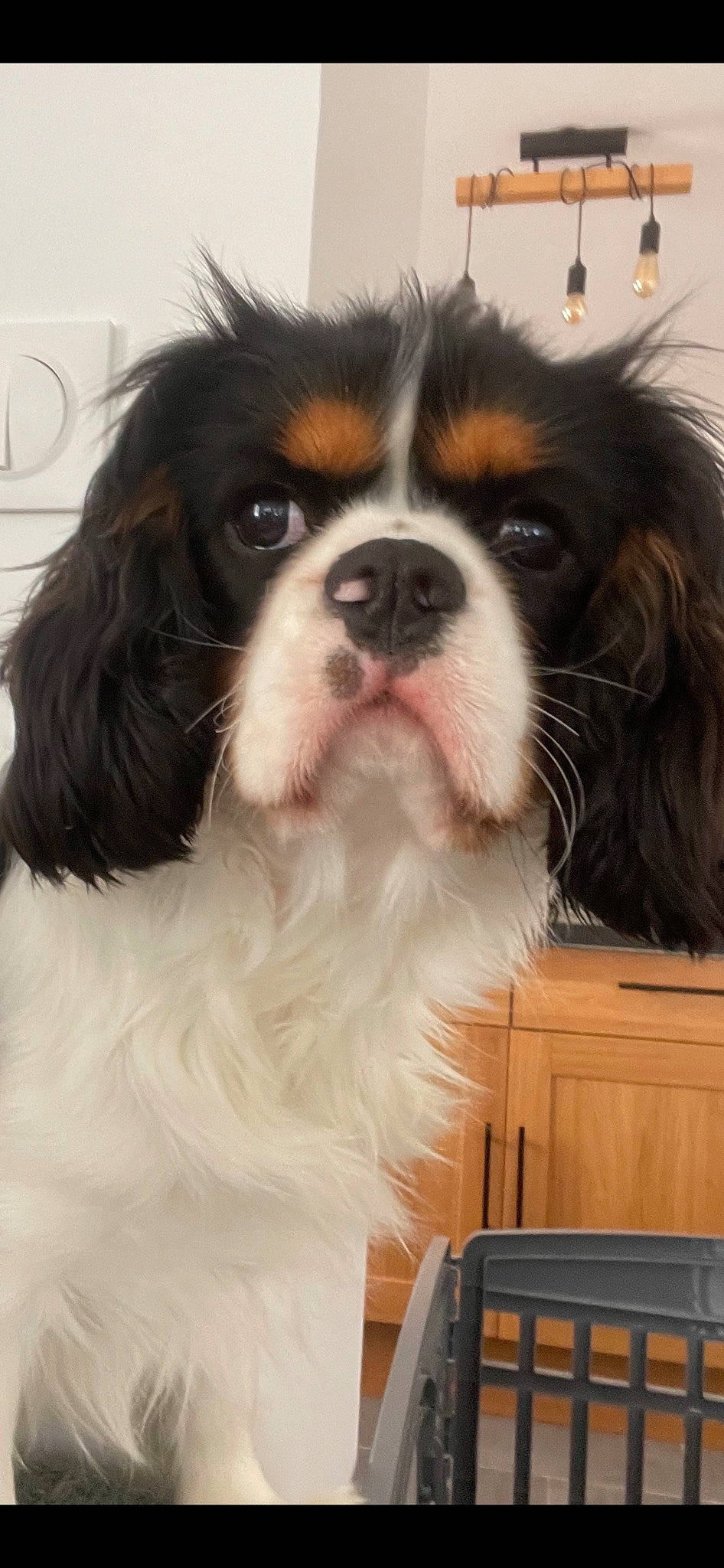 Uby a rejoint le concours — aidez-le/la à gagner de superbes lots ! cabinetry, canidae, carnivore, cavalier_king_charles_spaniel, companion_dog, dog, dog_breed, drawer, eye, fawn, fur, king_charles_spaniel, liver, pekingese, snout, sporting_group, toy_dog, whiskers, working_animal, working_dog