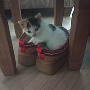 Pixie is registered to the contest to win money with this photo: kitten, cat, slippers, wooden_floor, home, furniture, indoor, small_pet, cute, animal, pet, cozy, curious, resting, tiny, whiskers, fur, ears, paws, domestic