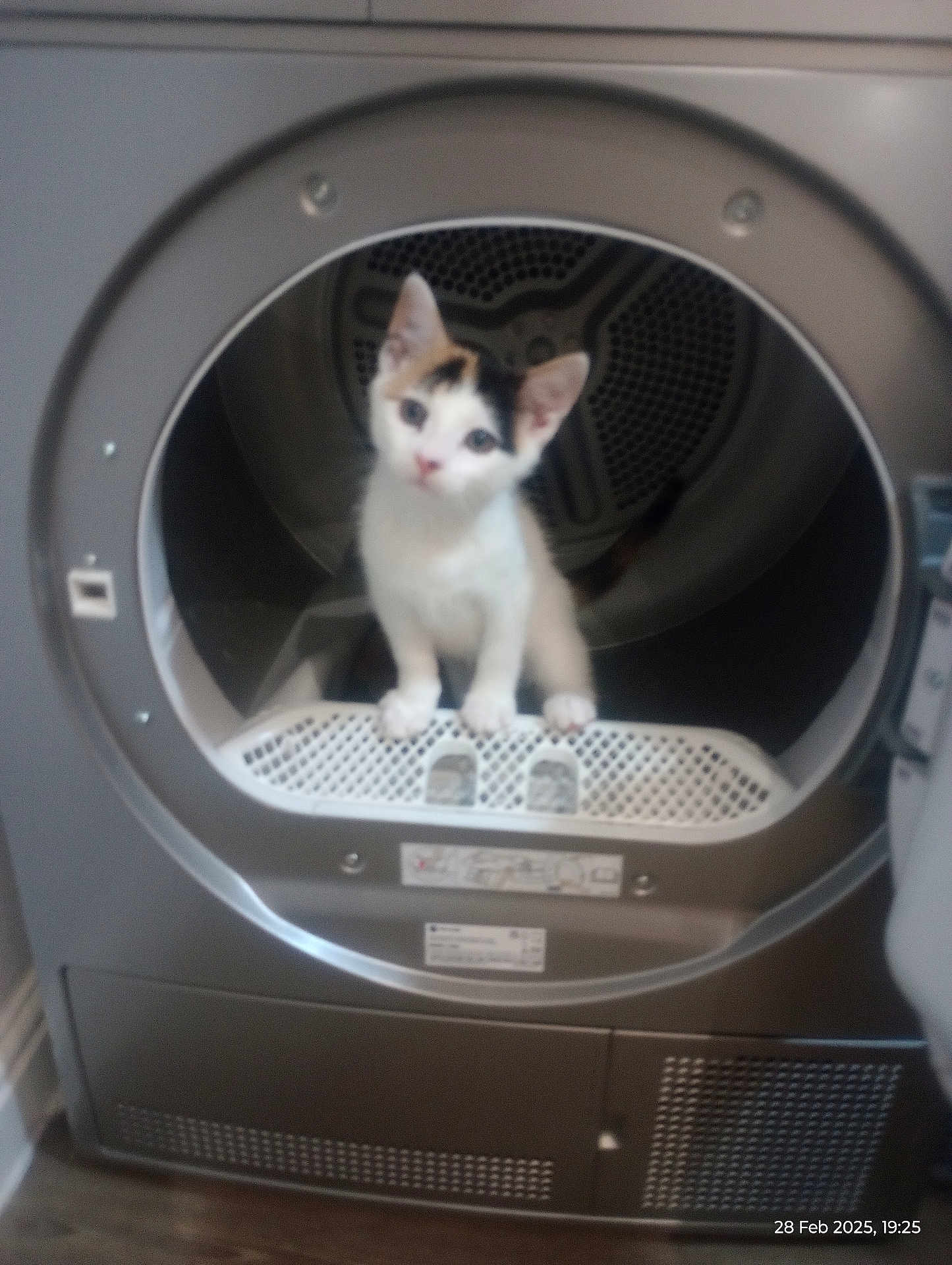 Pixie joined the competition — help win amazing prizes! kitten, cat, dryer, appliance, indoor, curious, pet, small_animal, home, door, metal, floor, white, orange, black, fur, animal, cute, exploration, domestic