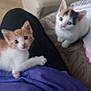 kitten, cat, pet, animal, cute, curious, indoor, lap, fur, whiskers, small, young, domestic, feline, resting, looking_up, soft_focus, companions, playful, adorable