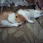 Pixie And Pippin joined the competition — help win amazing prizes! kitten, cat, sleeping, nap, couch, furniture, fur, pet, animal, cozy, indoor, resting, cute, small, whiskers, paws, pattern, textile, soft, domestic