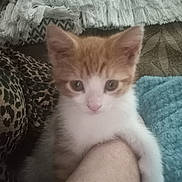 Pippin joined the competition — help win amazing prizes! kitten, cat, orange, white, fur, paw, arm, blanket, cushion, pattern, texture, indoor, pet, animal, closeup, cute, young, resting, soft, cozy