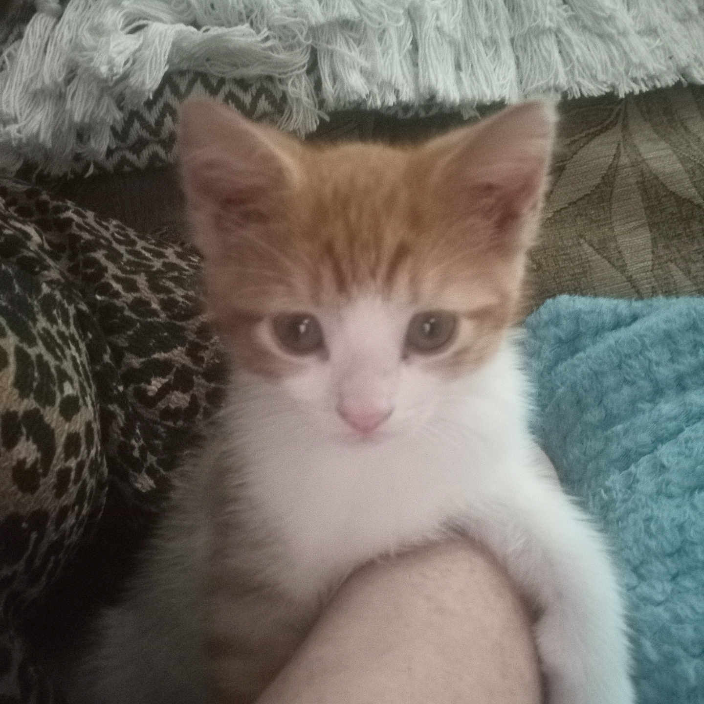 Pippin