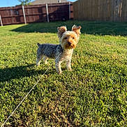 Bruno is registered to the contest to win money with this photo: dog, leash, grass, outdoor, pet, sunlight, yard, fence, small_dog, canine, ears, fur, nature, blue_sky, house, daylight, animal, standing, alert, backyard